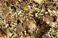 Attēlu rezultāti vaicājumam “Peltigera extenuata”