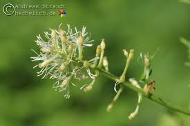 Image result for Christophskraut