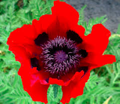 Attēlu rezultāti vaicājumam “Papaver”
