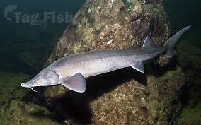 Image result for Acipenser medirostris