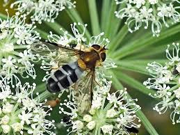 Attēlu rezultāti vaicājumam “Leucozona glaucia”