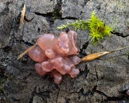 Attēlu rezultāti vaicājumam “Neobulgaria pura”