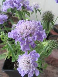 Image result for Scabiosa canescens