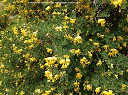 Image result for Colutea x media (arborescens x orientalis)