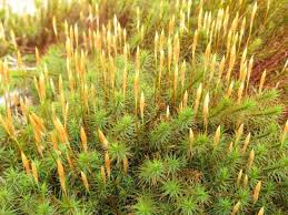 Attēlu rezultāti vaicājumam “Polytrichum commune var. perigoniale”
