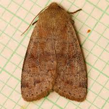 Attēlu rezultāti vaicājumam “Orthosia sp.”