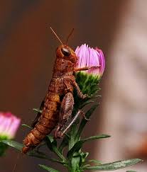 Attēlu rezultāti vaicājumam “Entomophaga grylli”