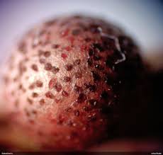 Attēlu rezultāti vaicājumam “Lycogala persicum macro”