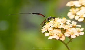 Attēlu rezultāti vaicājumam “Gasteruption jaculator imago”