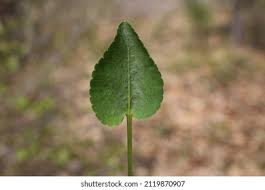 Attēlu rezultāti vaicājumam “Viola riviniana leaf”