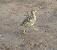 Image result for Bartramia longicauda