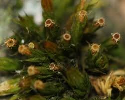 Attēlu rezultāti vaicājumam “Orthotrichum diaphanum sporophyte”