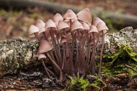 Attēlu rezultāti vaicājumam “Mycena haematopus”