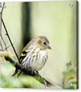 Attēlu rezultāti vaicājumam “Carduelis spinus female”