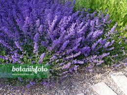 Attēlu rezultāti vaicājumam “Nepeta x faassenii”