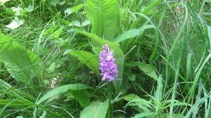 Attēlu rezultāti vaicājumam “Dactylorhiza maculata bud”