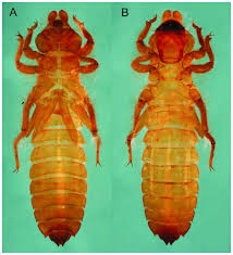 Attēlu rezultāti vaicājumam “Gomphidae”