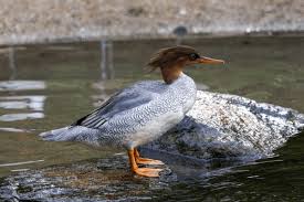 Attēlu rezultāti vaicājumam “Mergus merganser female”