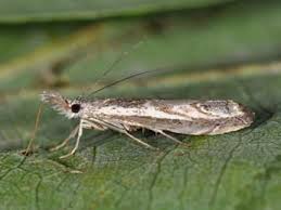 Attēlu rezultāti vaicājumam “Platytes alpinella”