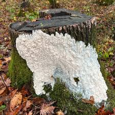 Attēlu rezultāti vaicājumam “Brefeldia maxima spores”