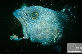 Image result for Anarhichas lupus