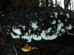 Attēlu rezultāti vaicājumam “Mucronella bresadolae”