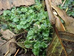 Attēlu rezultāti vaicājumam “Pellia”