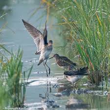 Attēlu rezultāti vaicājumam “Tringa glareola”