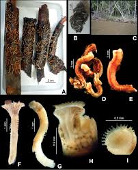Attēlu rezultāti vaicājumam “Amaurochaete fusiformis”