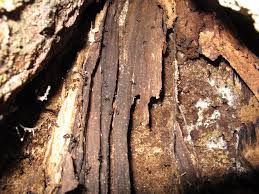 Attēlu rezultāti vaicājumam “Lasius fuliginosus”