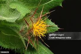 Image result for Cnicus benedictus