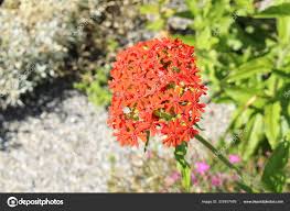 Image result for Lychnis chalcedonica `Dusky Salmon`