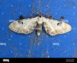 Attēlu rezultāti vaicājumam “Eupithecia centaureata”