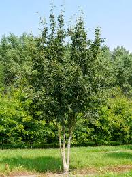 Attēlu rezultāti vaicājumam “Sorbus alnifolia”