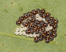 Attēlu rezultāti vaicājumam “Pentatomidae eggs”
