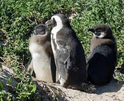 Image result for Spheniscus demersus