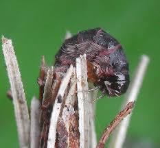 Attēlu rezultāti vaicājumam “Psyche casta larva”
