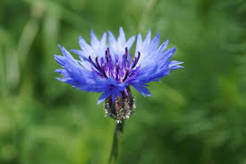 Attēlu rezultāti vaicājumam “Cyanus segetum”