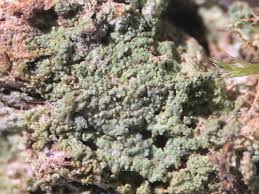 Attēlu rezultāti vaicājumam “Biatora sphaeroides”