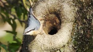 Attēlu rezultāti vaicājumam “Sitta europaea nest”