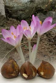 Attēlu rezultāti vaicājumam “Colchicum luteum flower”