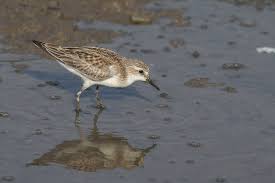 Image result for Calidris ruficollis