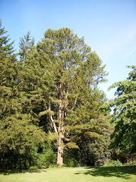 Attēlu rezultāti vaicājumam “Pinus peuce”