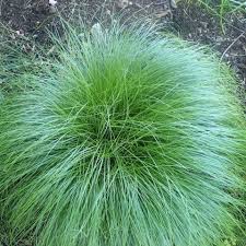 Attēlu rezultāti vaicājumam “Carex acutiformis fruit”