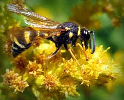 Attēlu rezultāti vaicājumam “Eumenes sp.”