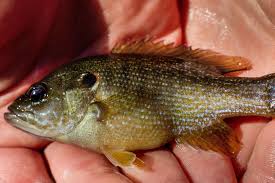 Image result for Lepomis cyanellus