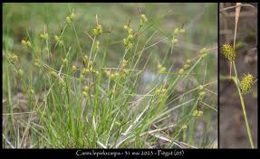 Attēlu rezultāti vaicājumam “Carex lepidocarpa fruit”