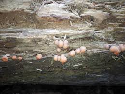 Attēlu rezultāti vaicājumam “Lycogala ustulatum sessile”