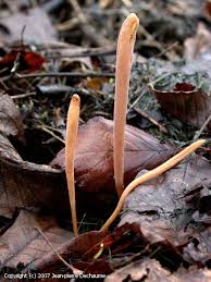 Attēlu rezultāti vaicājumam “Macrotyphula fistulosa”