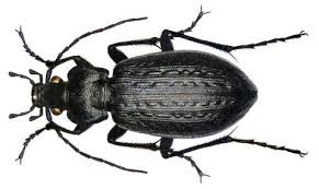Attēlu rezultāti vaicājumam “Carabus clathratus”